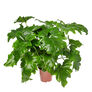 Selloum, Philodendron Fern Seed - Packet thumbnail number null